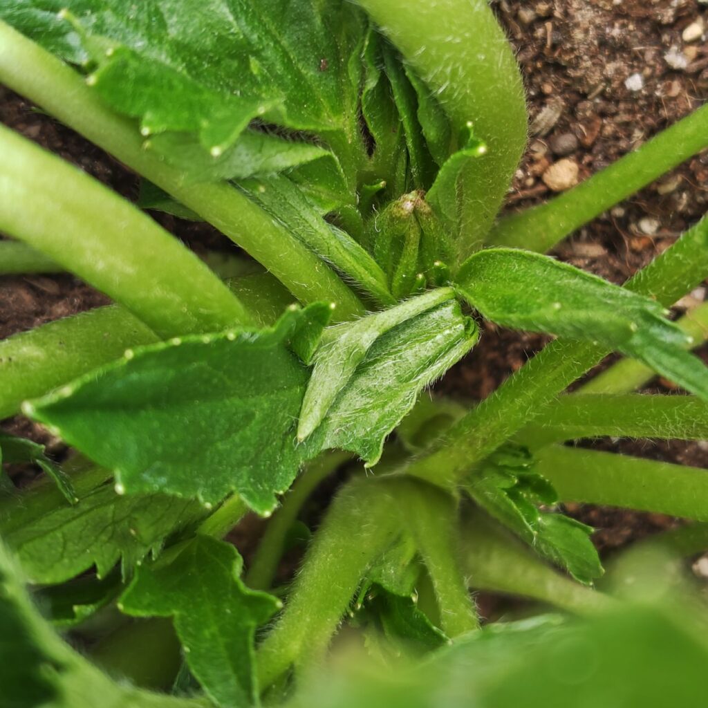 3/18ラックス　ムーサの蕾