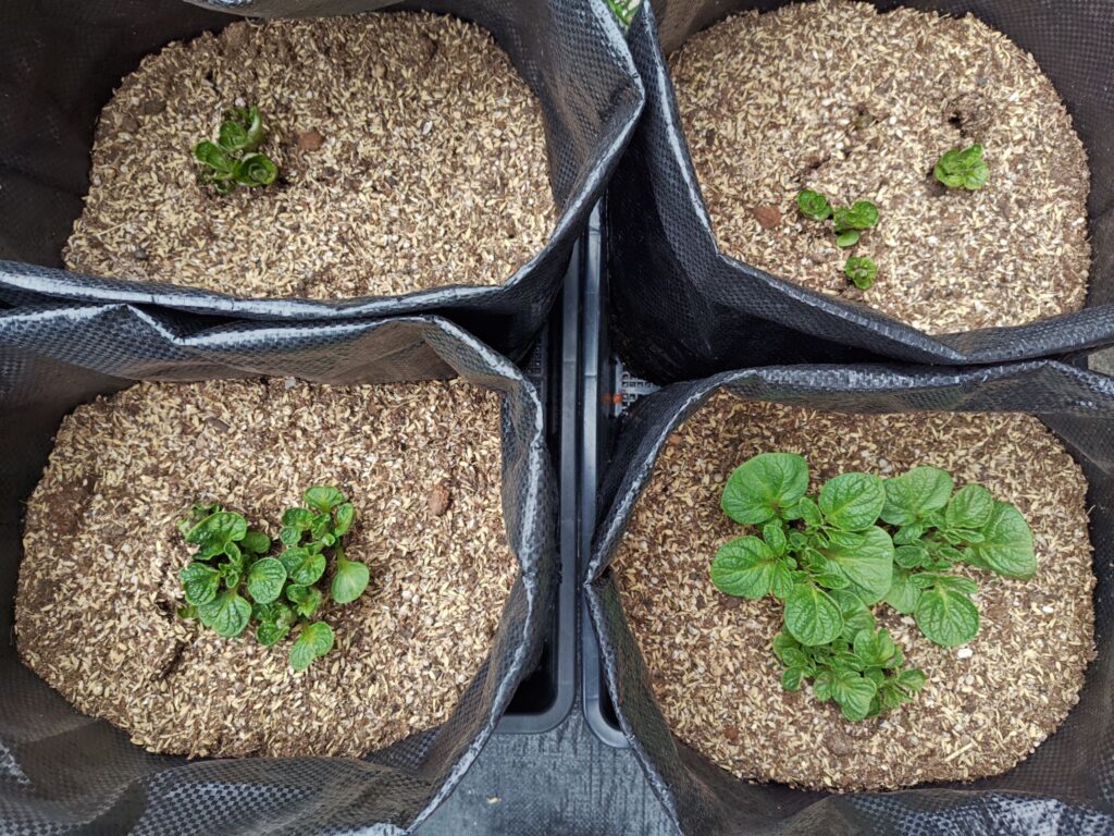 3/18芽が出たデストロイヤー