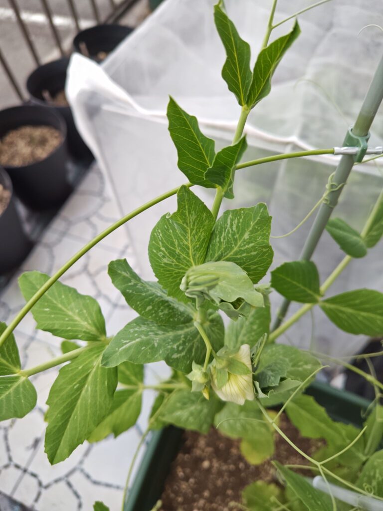 3/18スナップえんどうの花