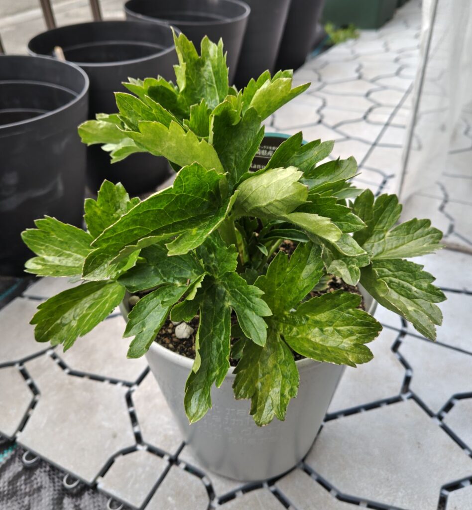 3/18ラックスニノスの鉢植え