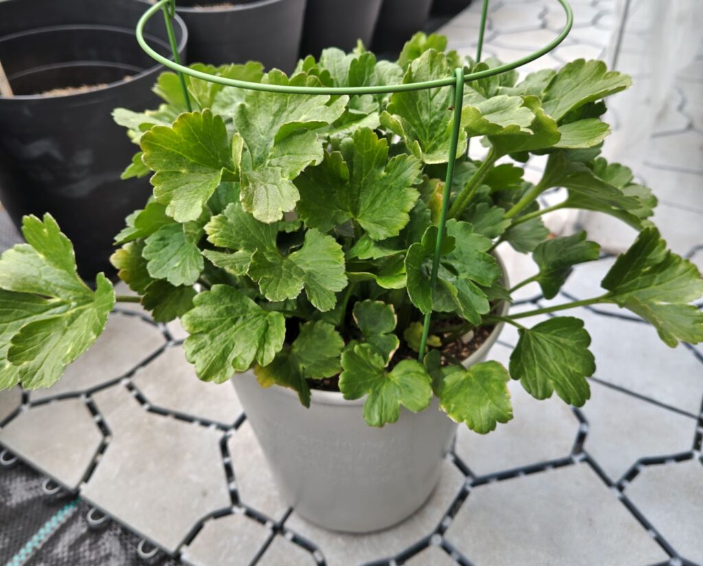 3/18ラックス　エリスの鉢植え