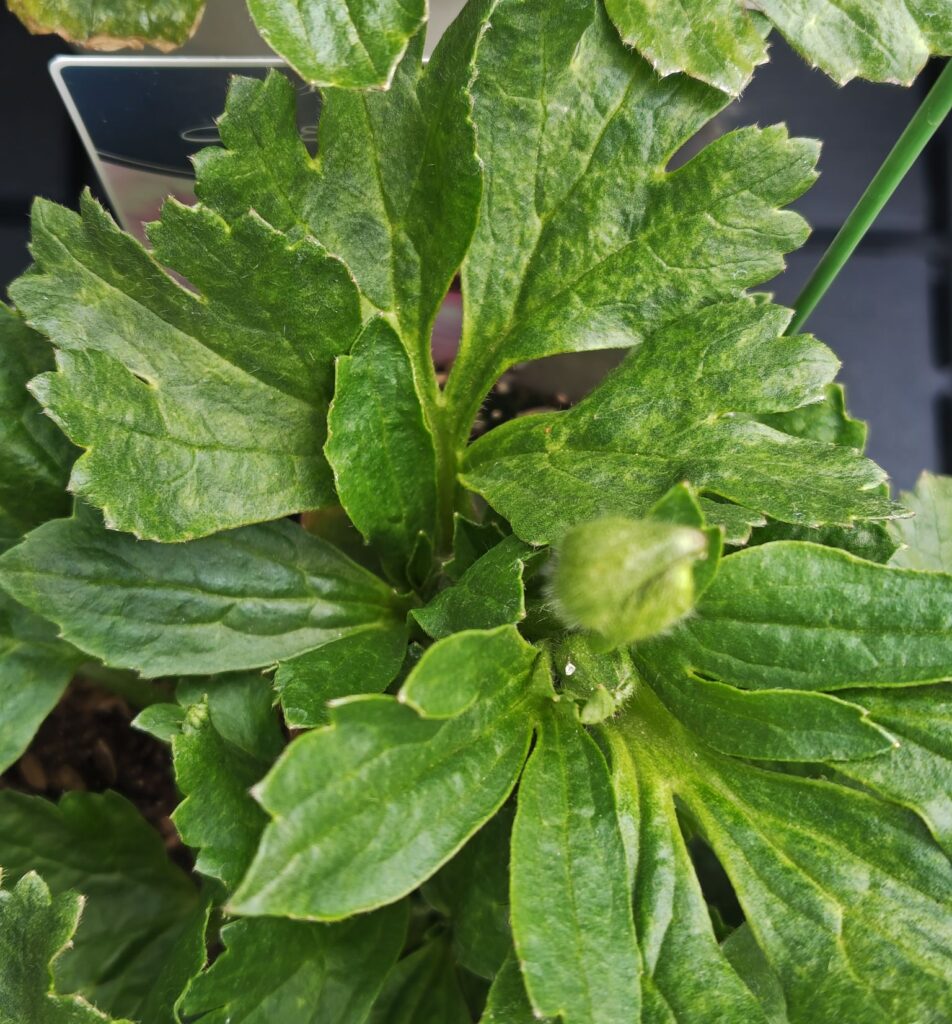 3/18ラックス　ヘラの蕾