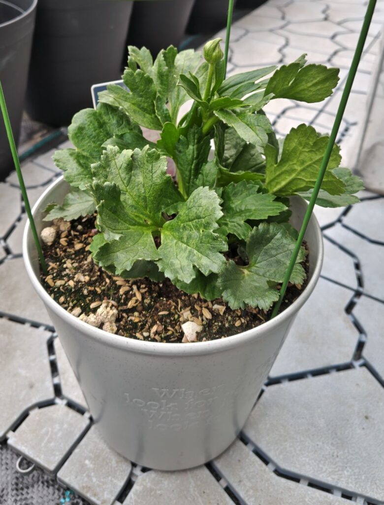 3/18ラックス　ヘラの鉢植え