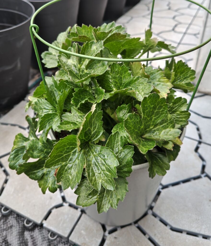 3/18ラックスティーバの鉢植え