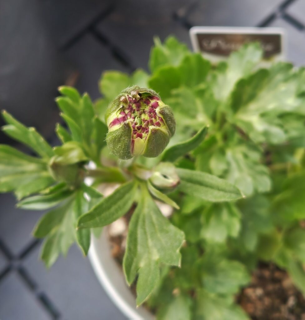 ラックス　ペネロペの蕾