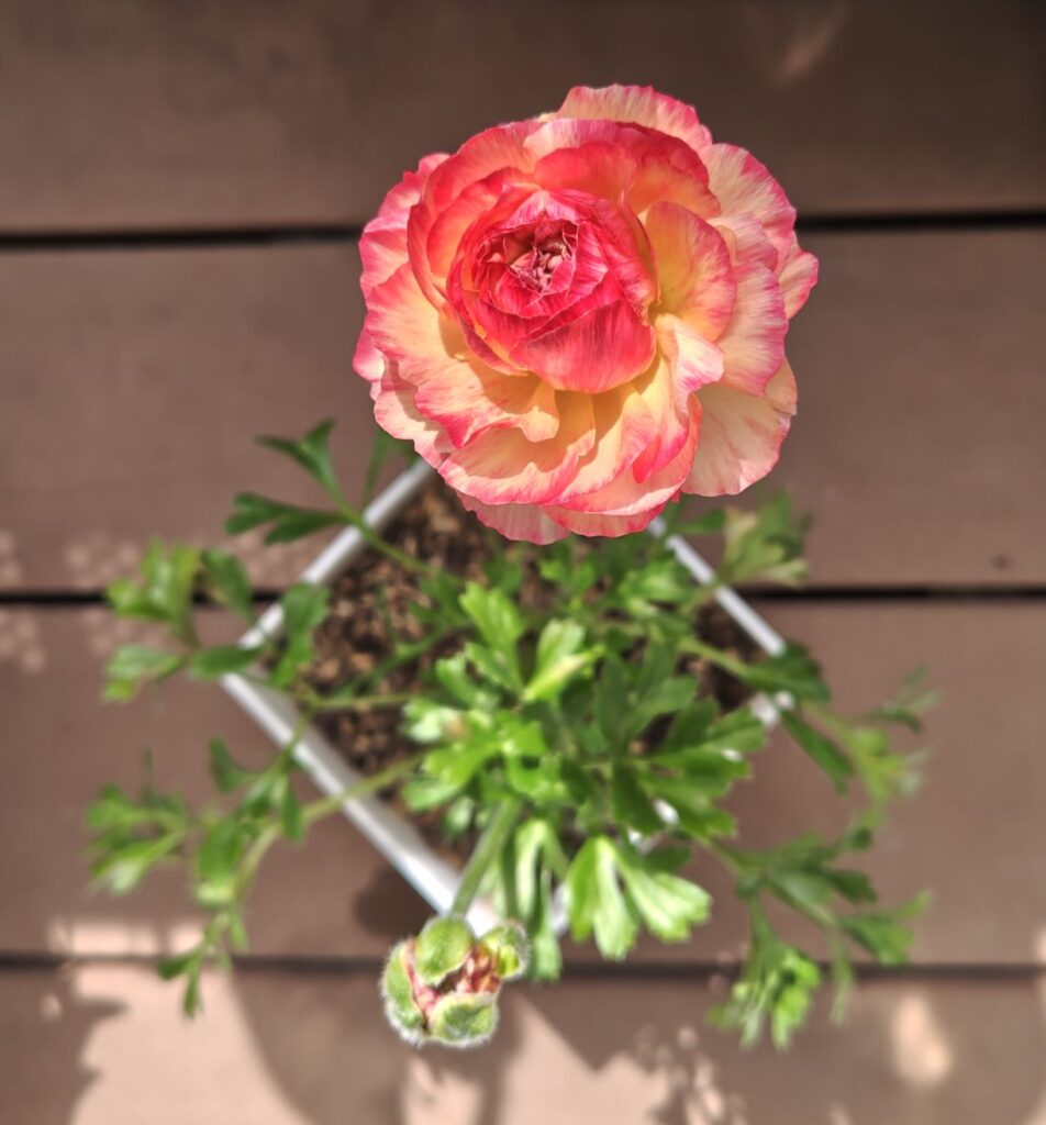 3/19ラナンキュラスの花