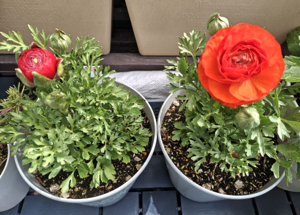 3/19赤とオレンジのラナンキュラス