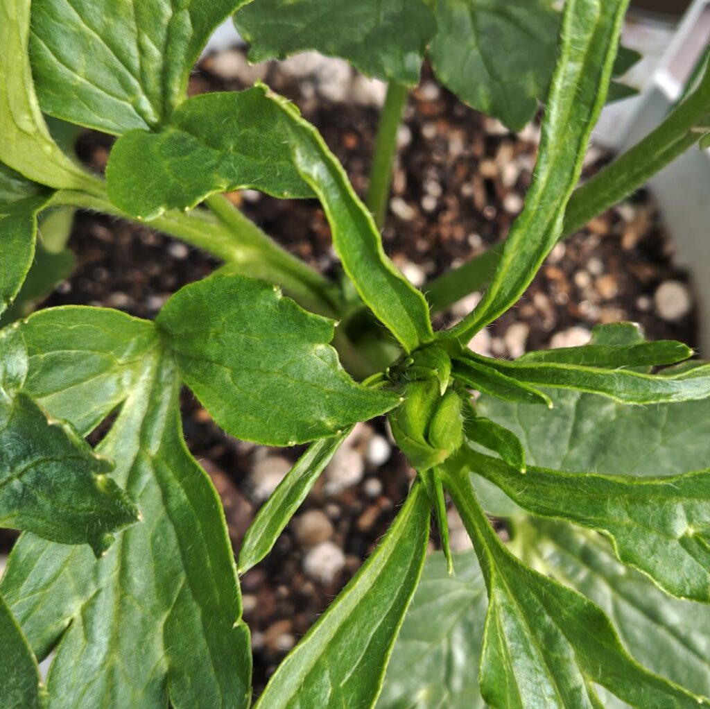 3/19ラックスアポロンの蕾