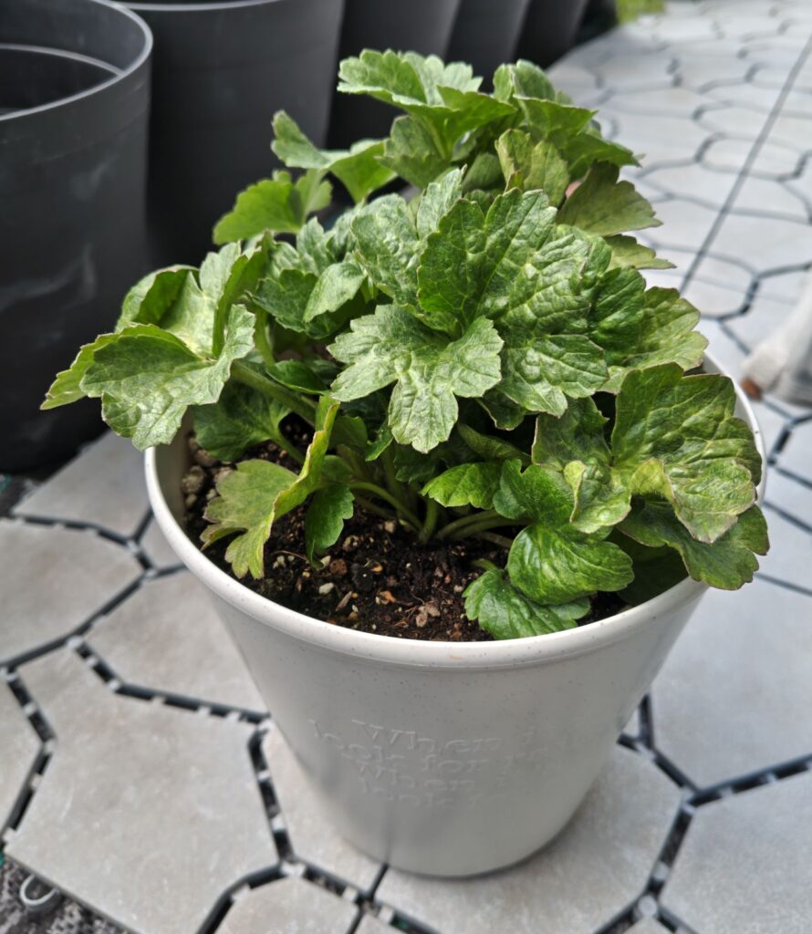 3/19ラックス　ハデスの鉢植え