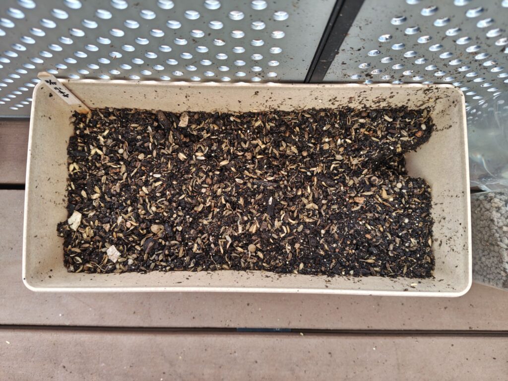 雨にえぐられた小ねぎのプランター