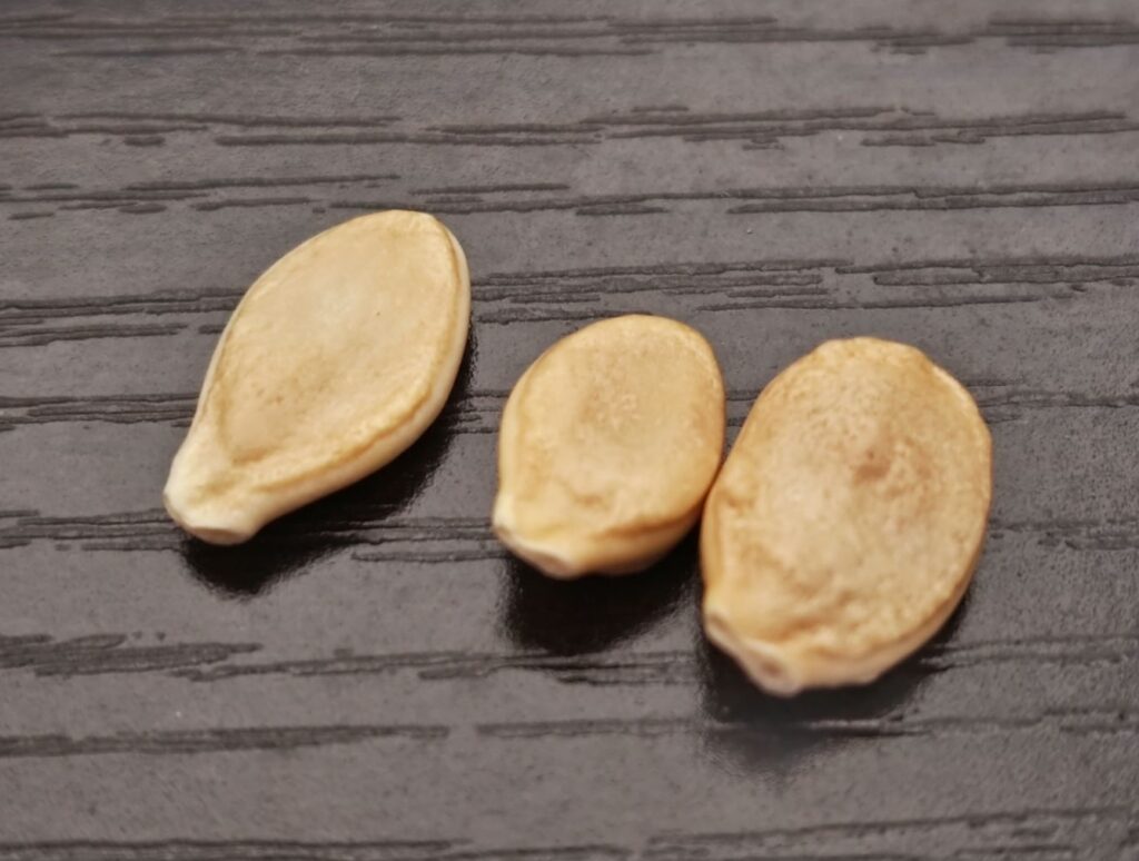 ミニかぼちゃの種