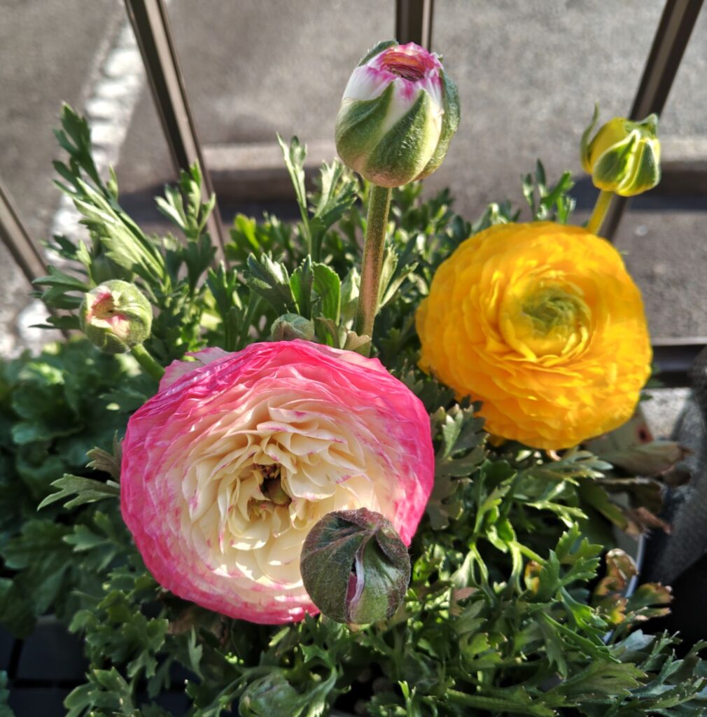 3/19のラナンキュラス