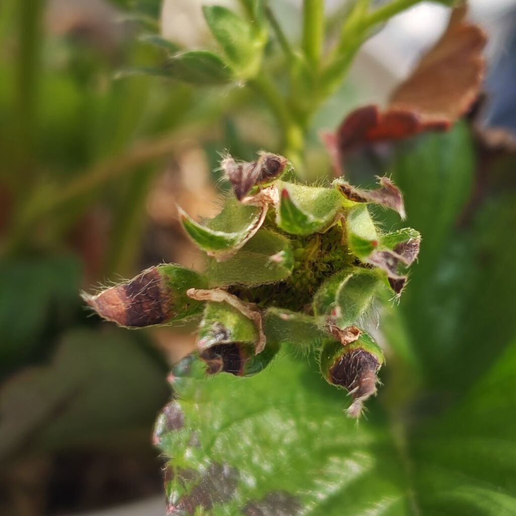 黒くなった受粉花