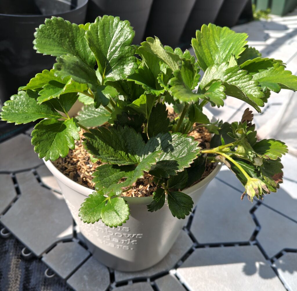 3/20あまいろは太郎株