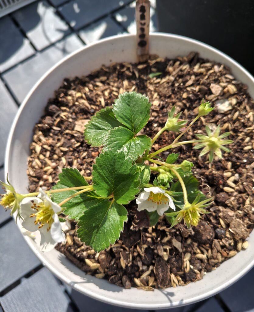 3/20あまいろは次郎株