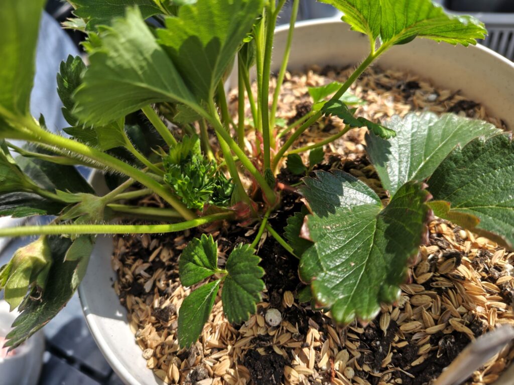 3/20あまいろは太郎株