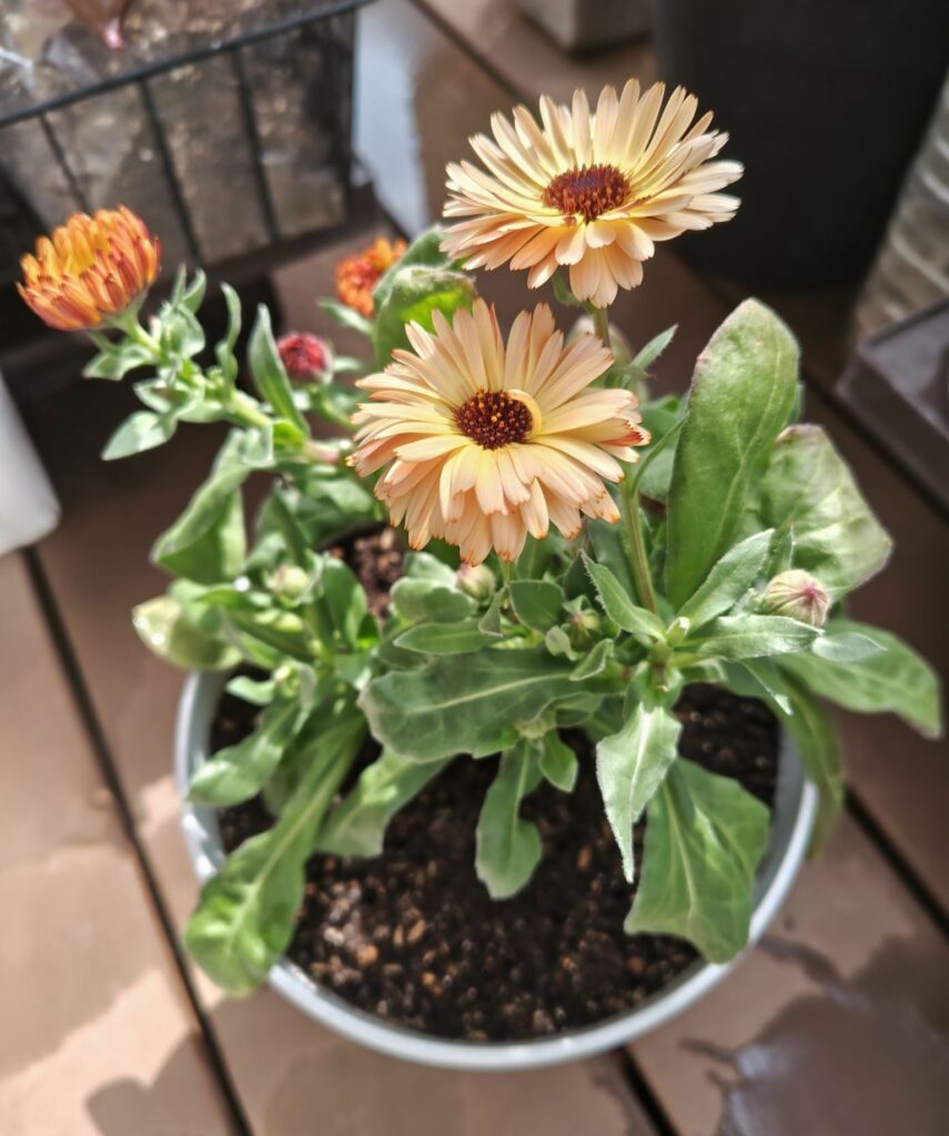 3/20カレンデュラ