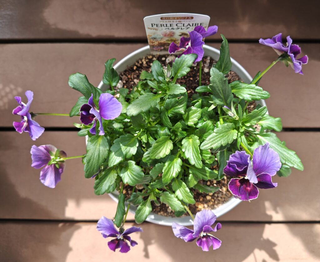 3/20ペルクレア２