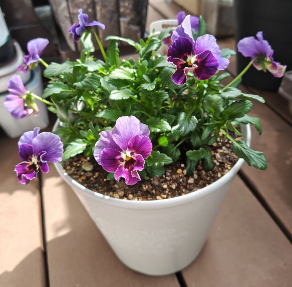 3/20ペルクレア２