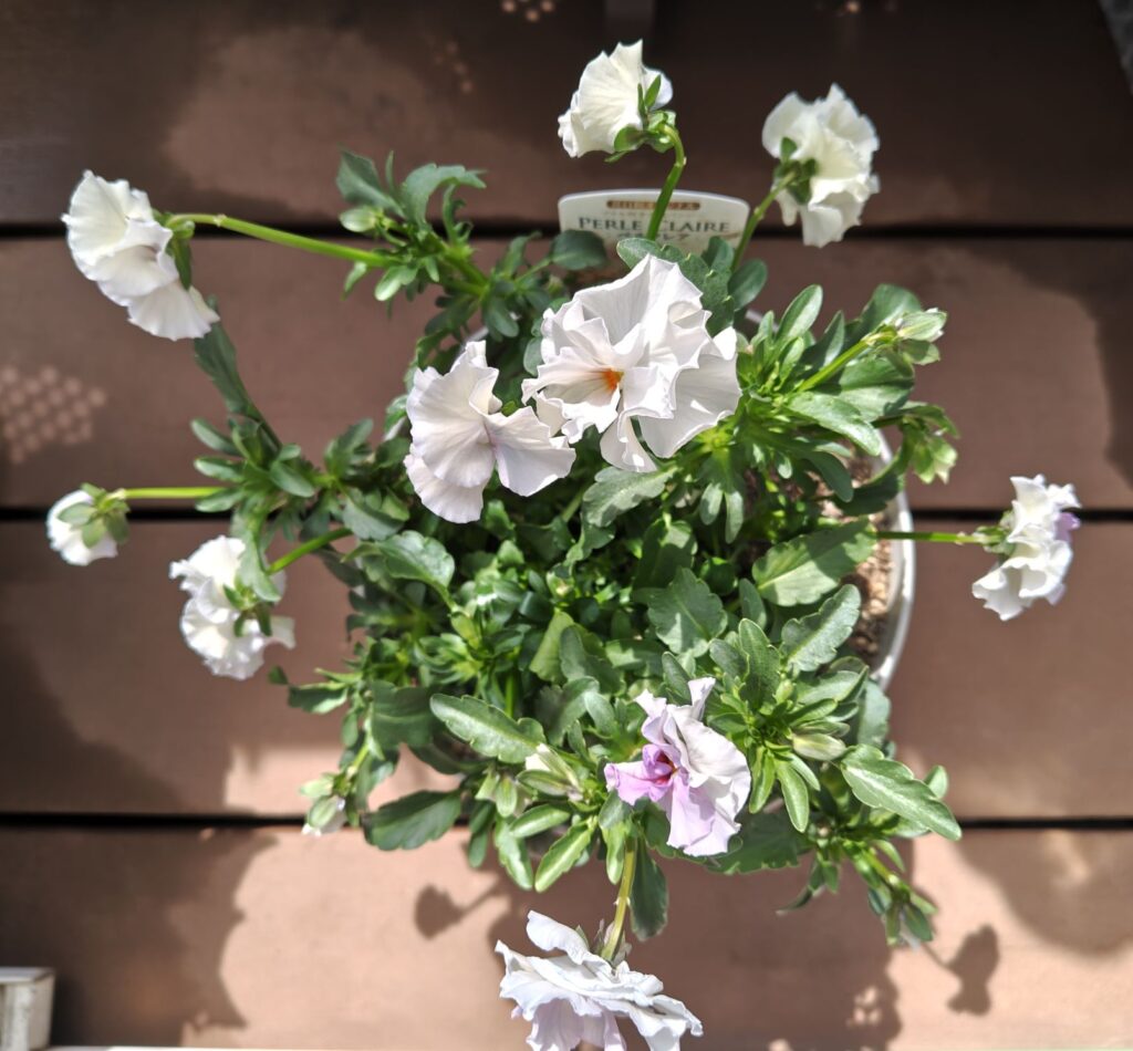 3/20ペルクレア１