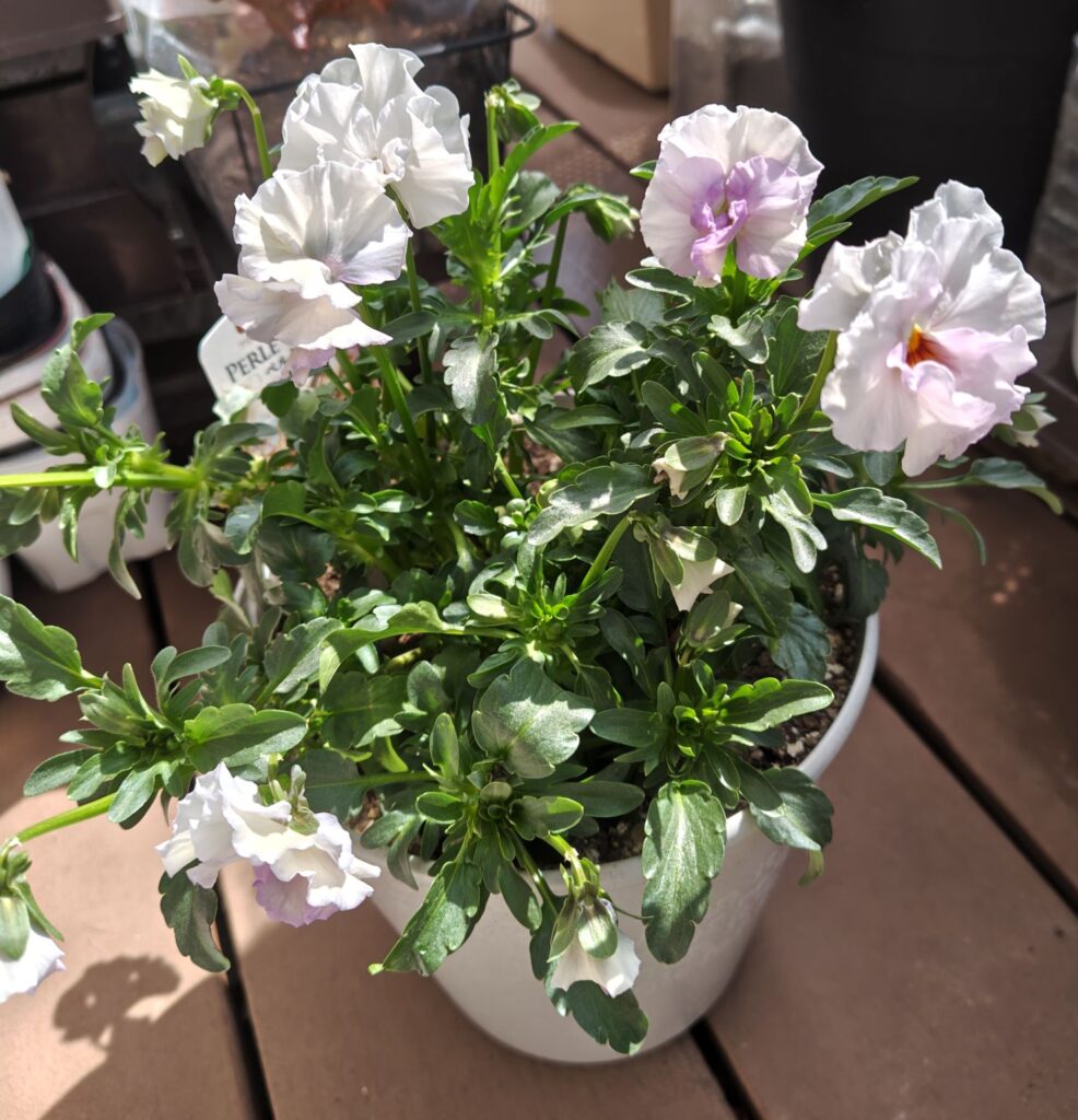 3/20ペルクレア１