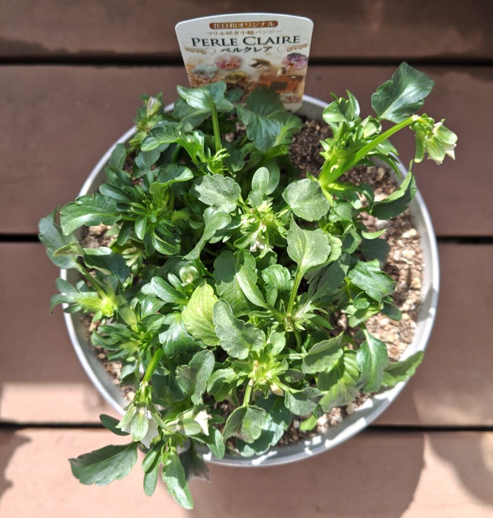 3/20ペルクレア１　切り戻し後の姿