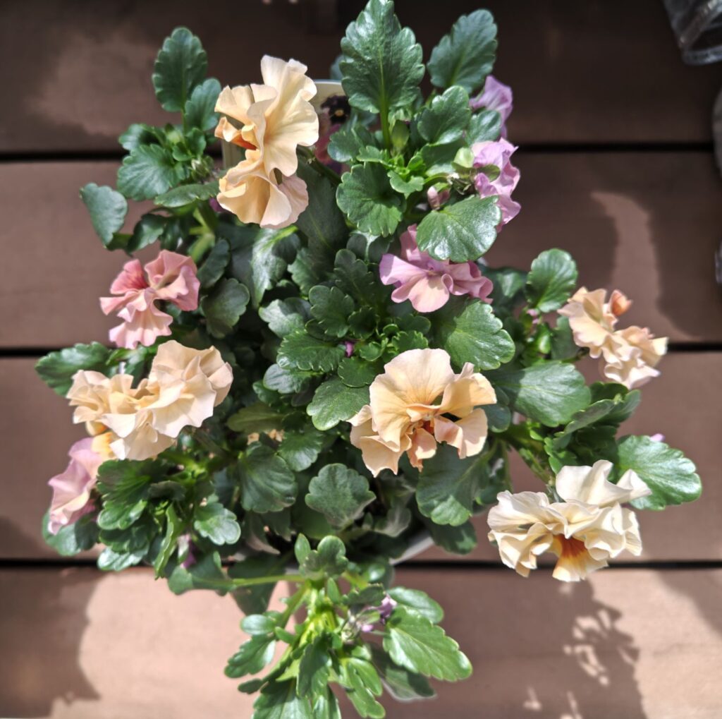 3/20シエルブリエ３