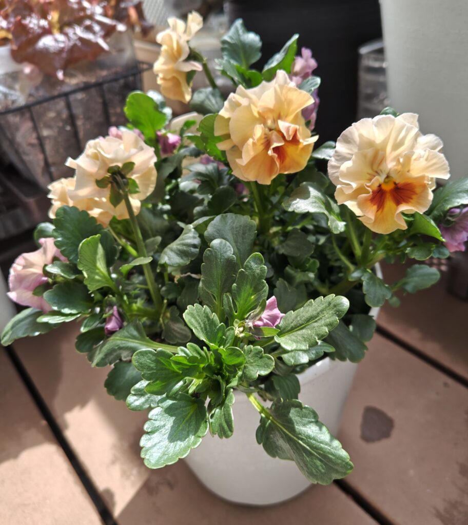 3/20シエルブリエ３