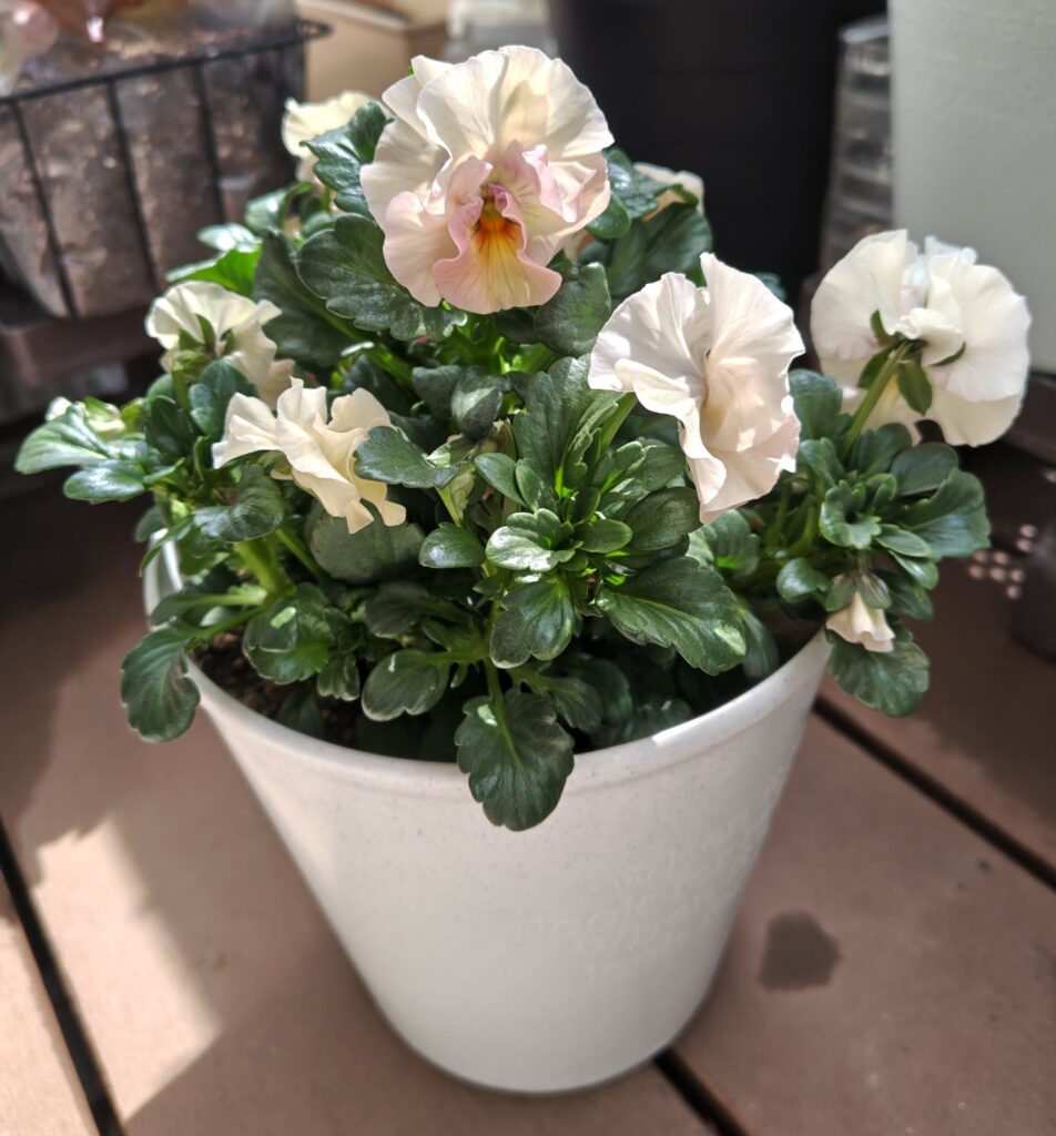 3/20シエルブリエ２