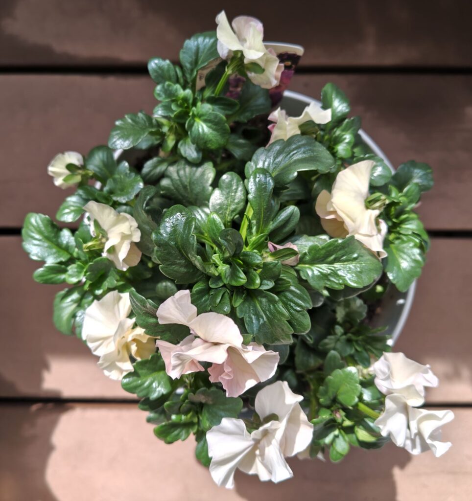 3/20シエルブリエ２