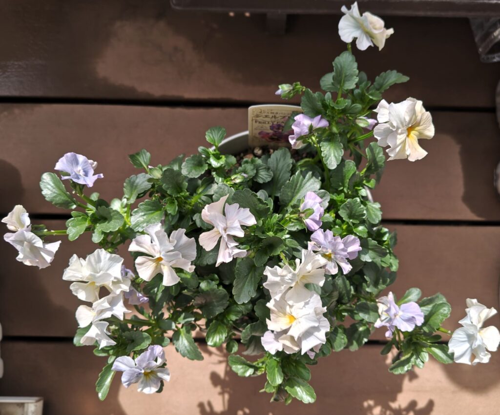 3/20シエルブリエ４