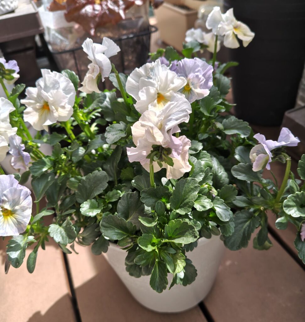 3/20シエルブリエ４