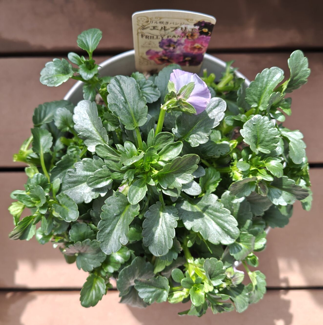 3/20シエルブリエ４　切り戻し後の姿