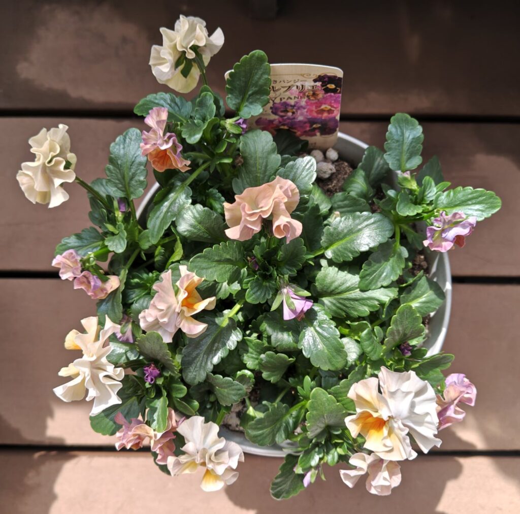 3/20シエルブリエ１