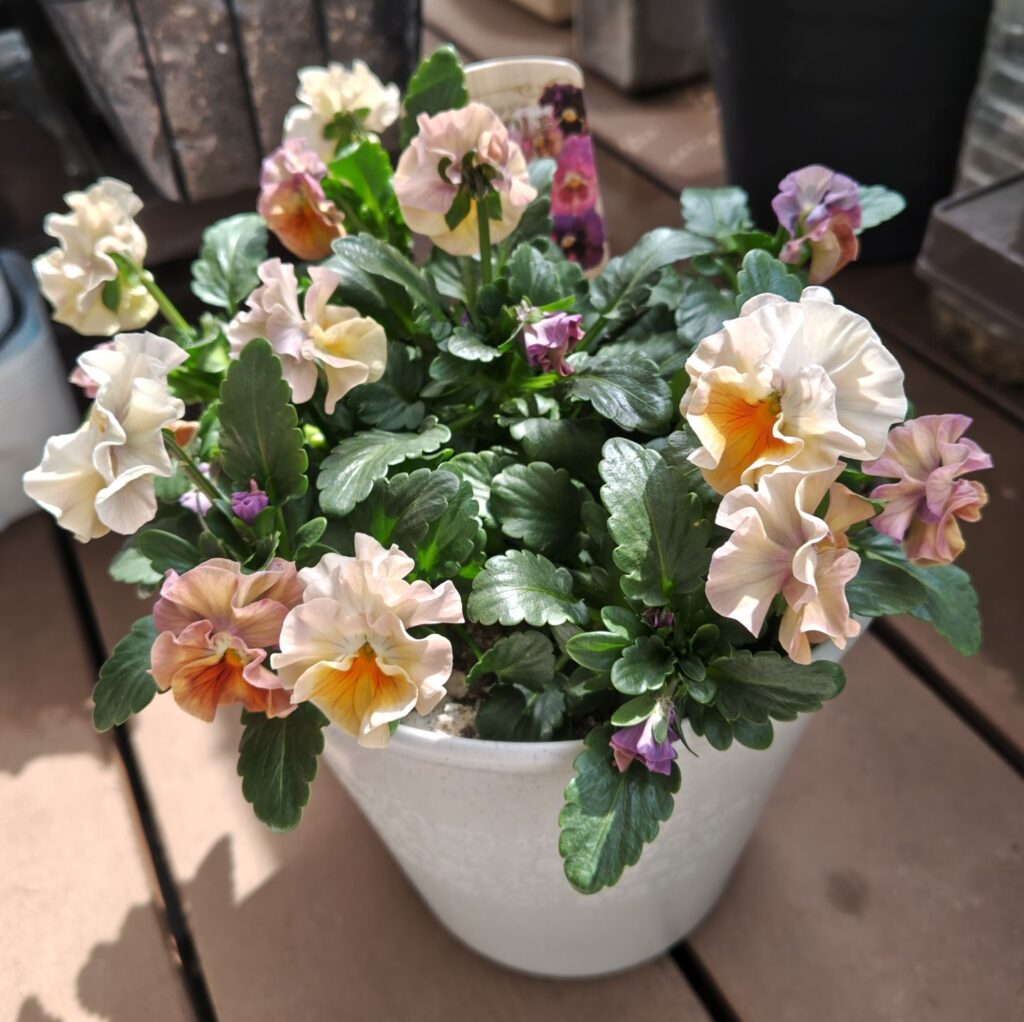 3/20シエルブリエ１