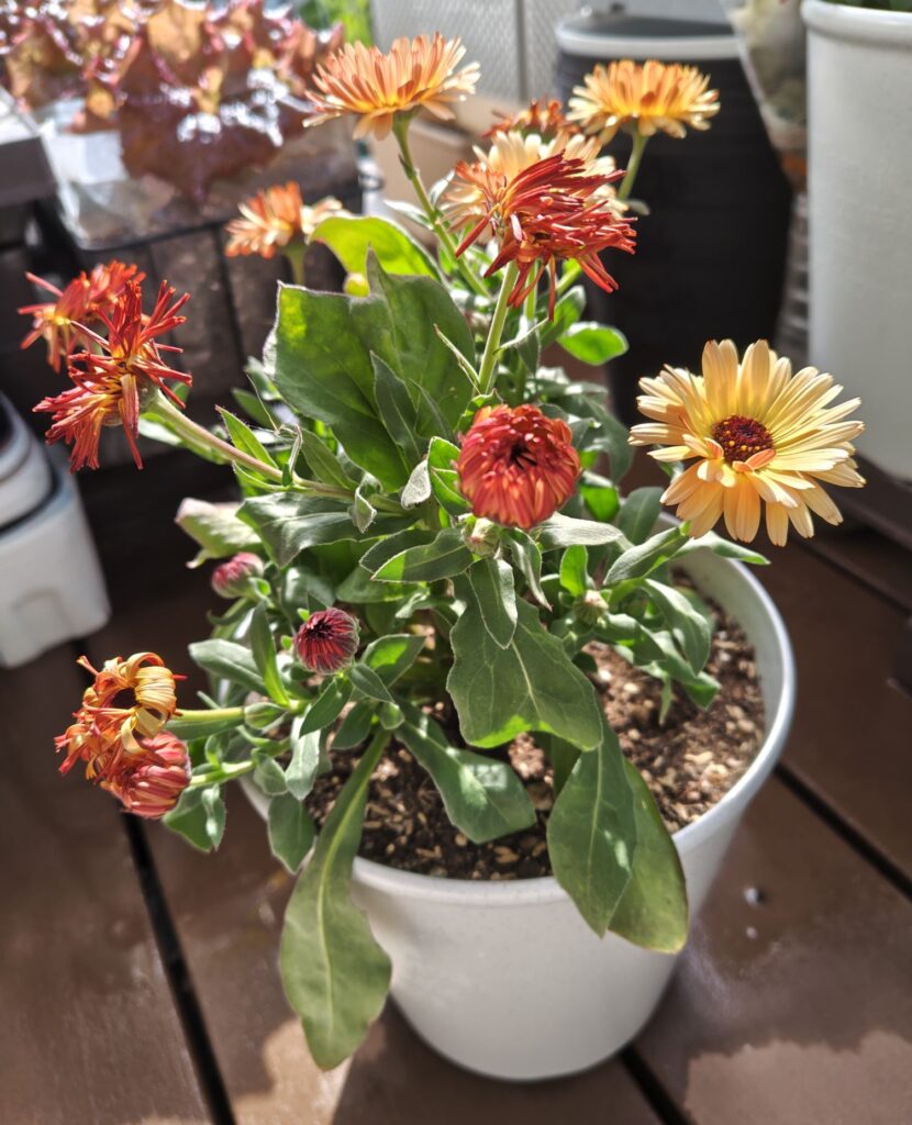 3/20カレンデュラ