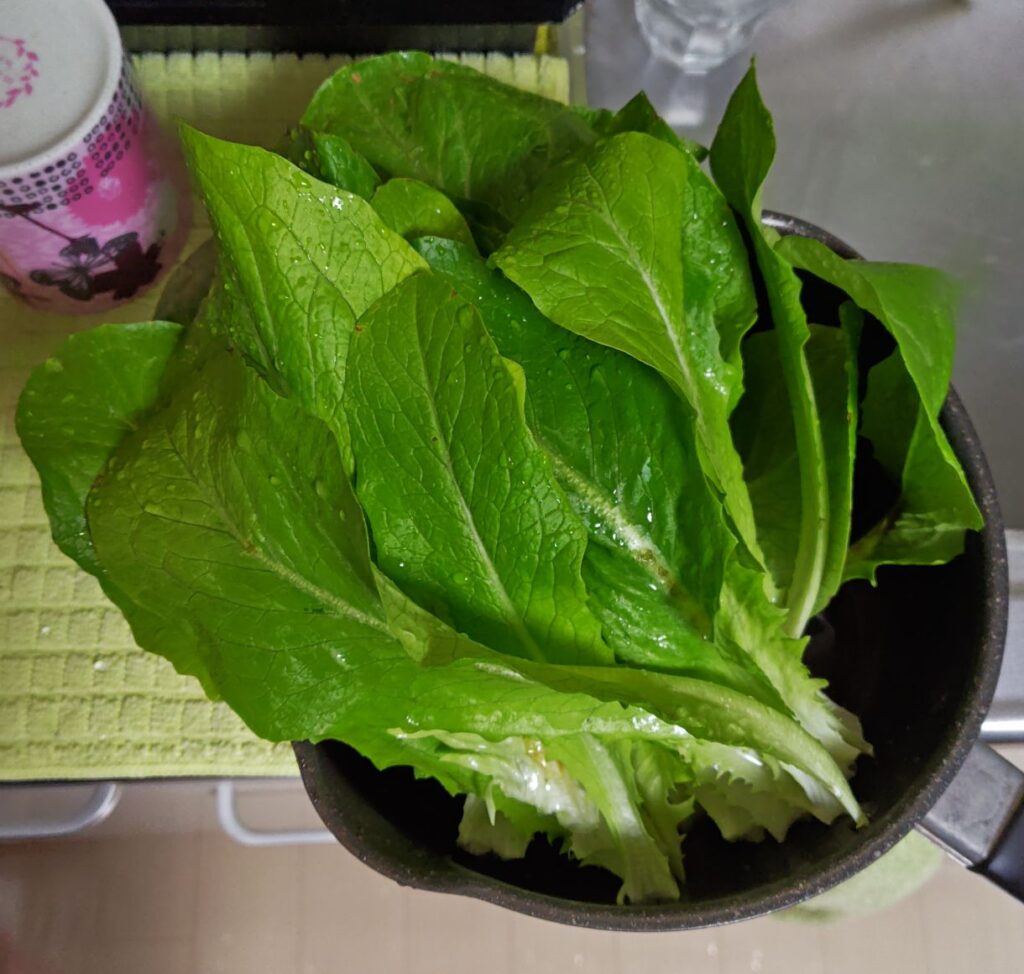 3/22収穫したロメインレタス