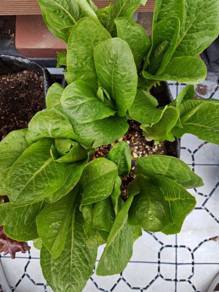 3/22収穫後のロメインレタス