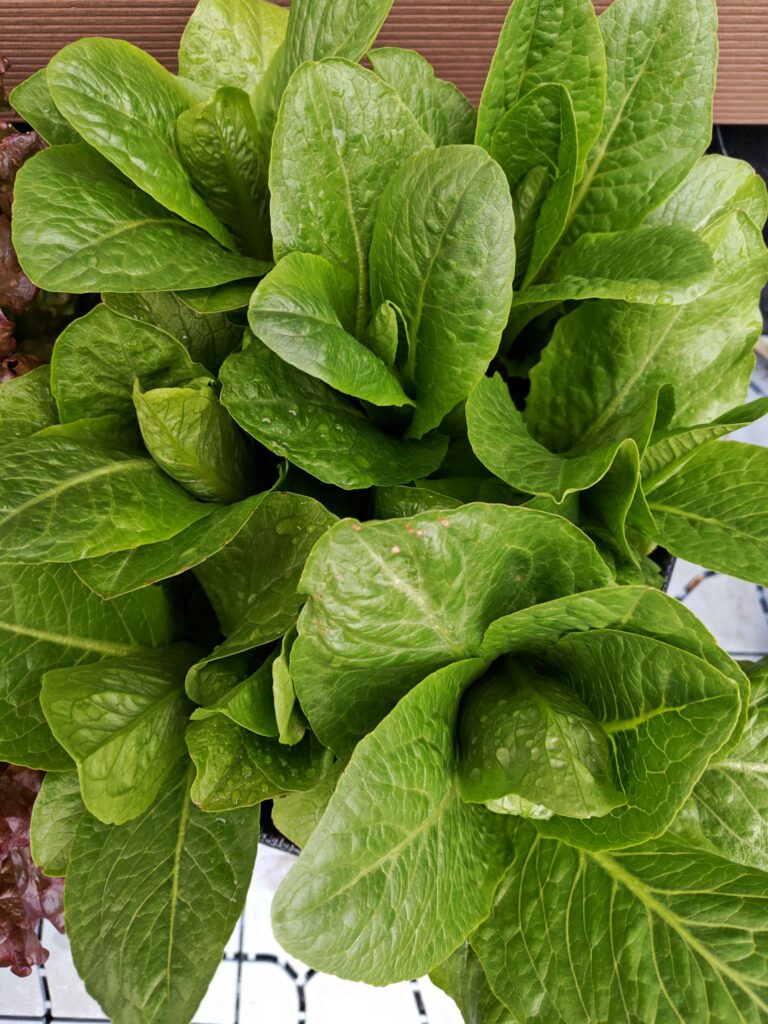 3/22収穫前のロメインレタス