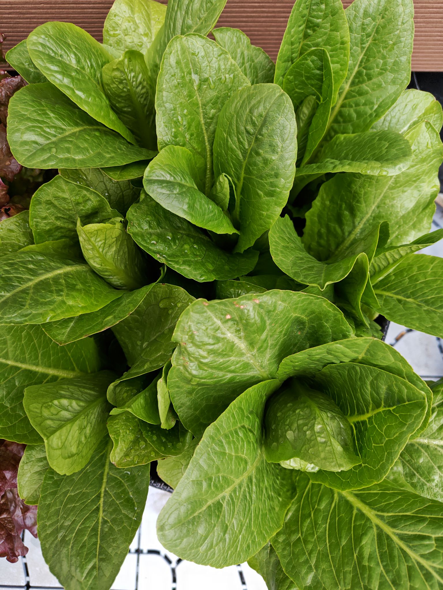 3/22収穫前のロメインレタス