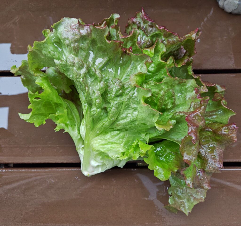 3/22収穫したサニーレタス