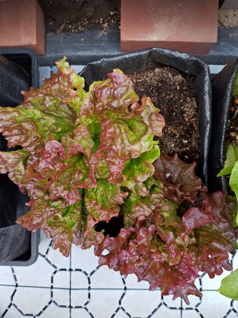 3/22収穫後のサニーレタス