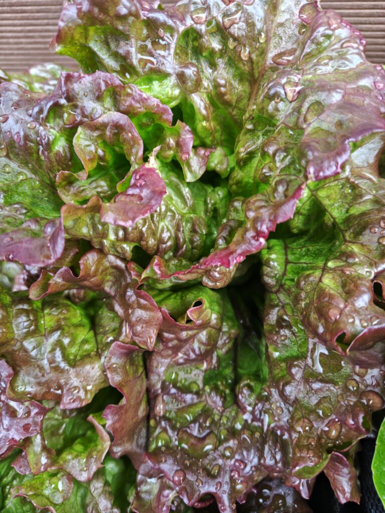 3/22サニーレタス