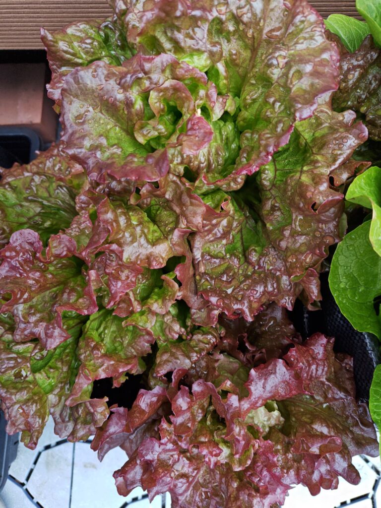 3/22収穫前のサニーレタス