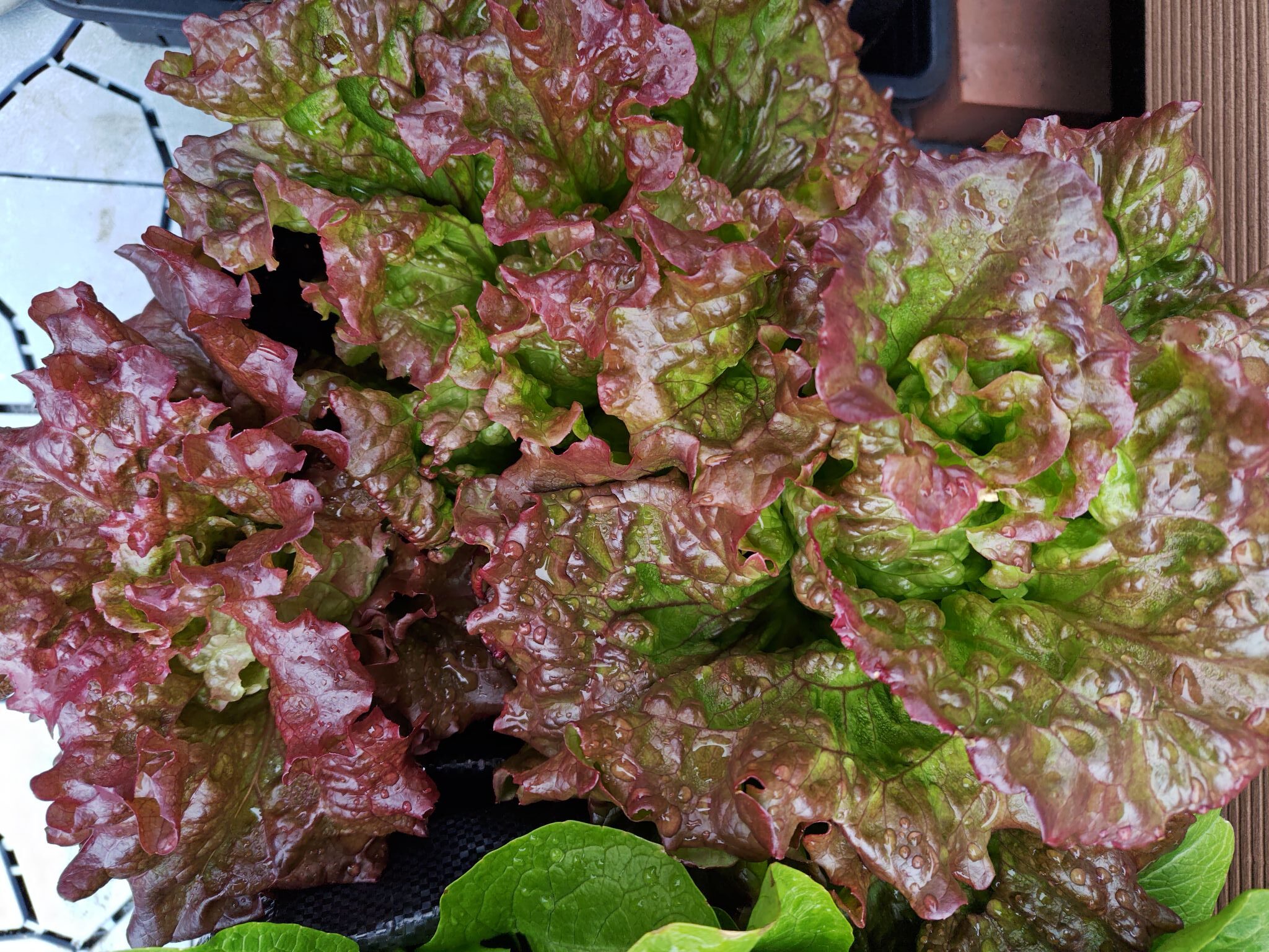 3/22収穫前のサニーレタス