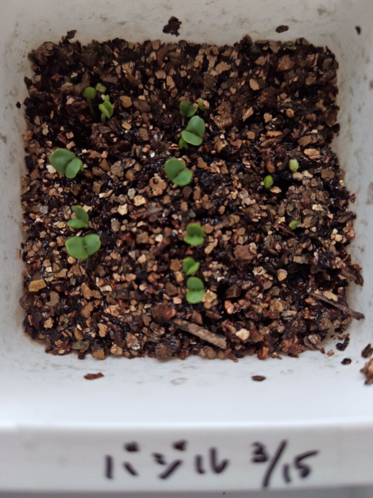 3/22バジルの双葉