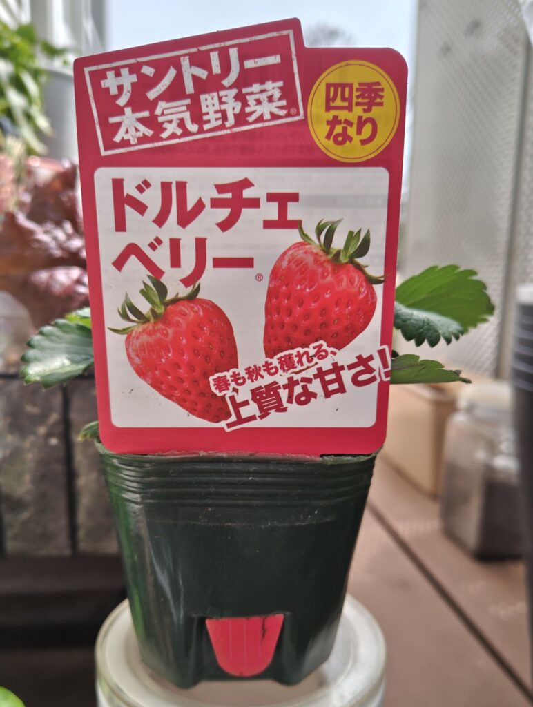 ドルチェベリーの苗