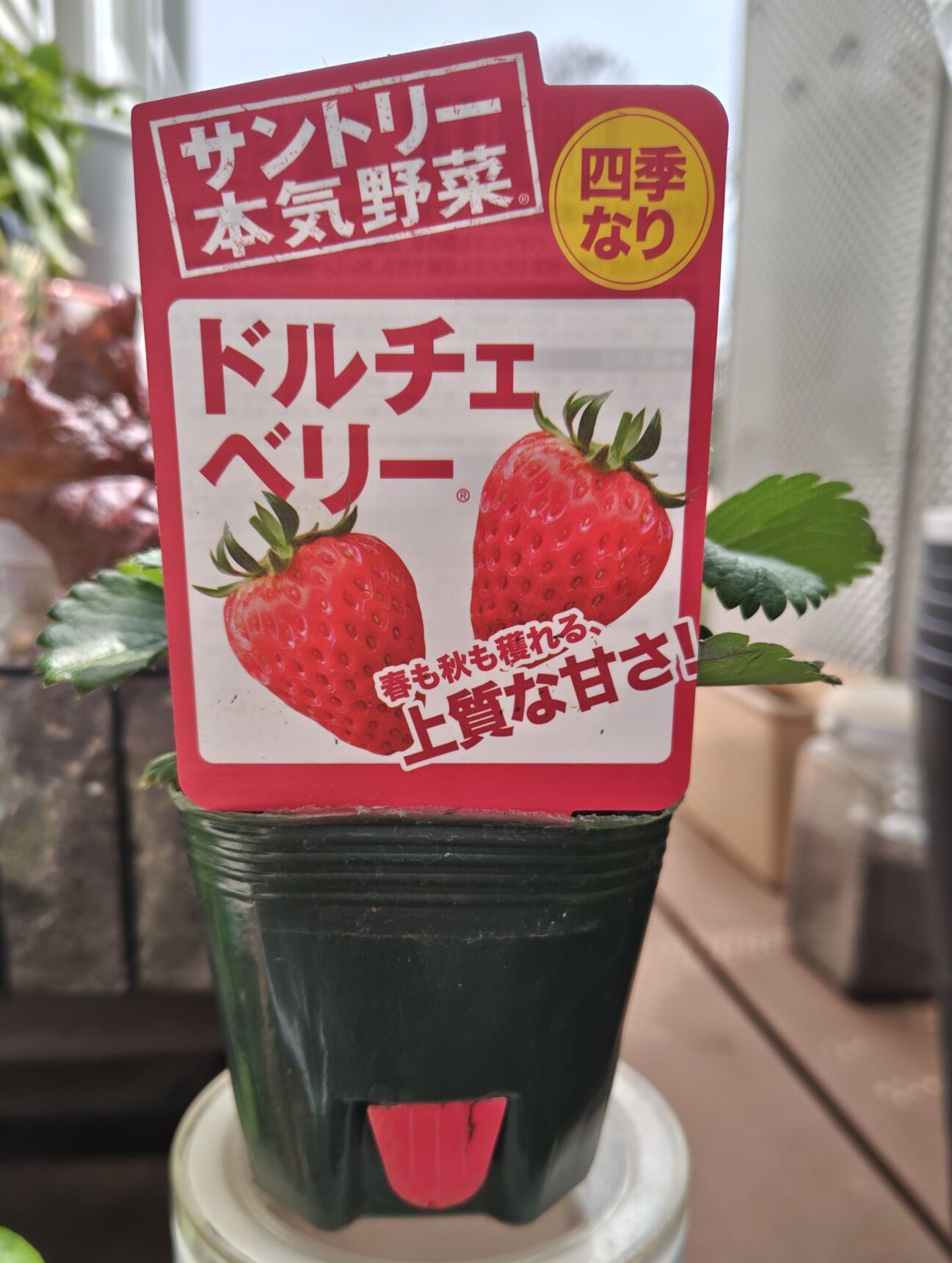 ドルチェベリーの苗