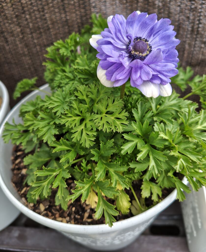 3/22アネモネ凜々花の花