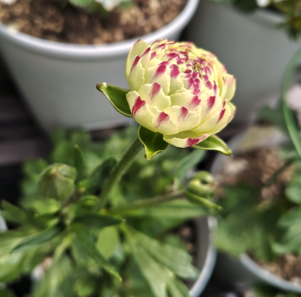 3/22ラックスペネロペの花